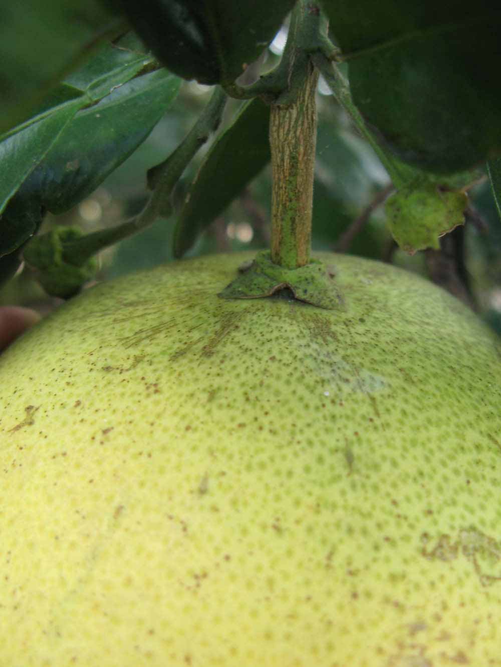            Fruit (Winter Haven, FL)   